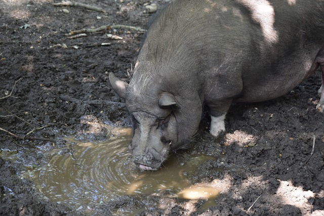 他能有效拆 他能有效拆